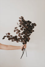 Load image into Gallery viewer, Preserved Eucalyptus by Nu Moon