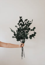Load image into Gallery viewer, Preserved Eucalyptus by Nu Moon