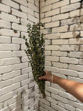 Load image into Gallery viewer, Dried Eucalyptus