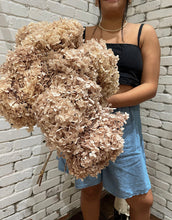 Load image into Gallery viewer, Preserved Hydrangea