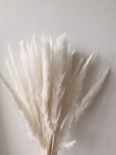 Load image into Gallery viewer, Winter Mini Pampas Grass | Nu Moon
