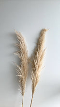 Load image into Gallery viewer, Champagne Pampas Grass | Nu Moon